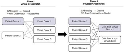 Advancing precision in histocompatibility and immunogenetics: a comprehensive review of the UCLA exchange program